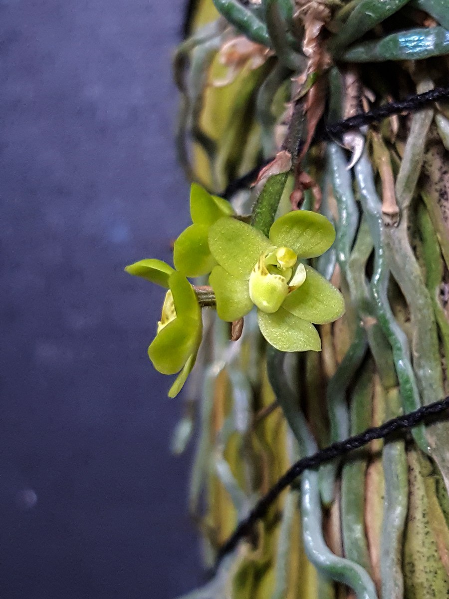 Орхидея Chiloschista viridiflava