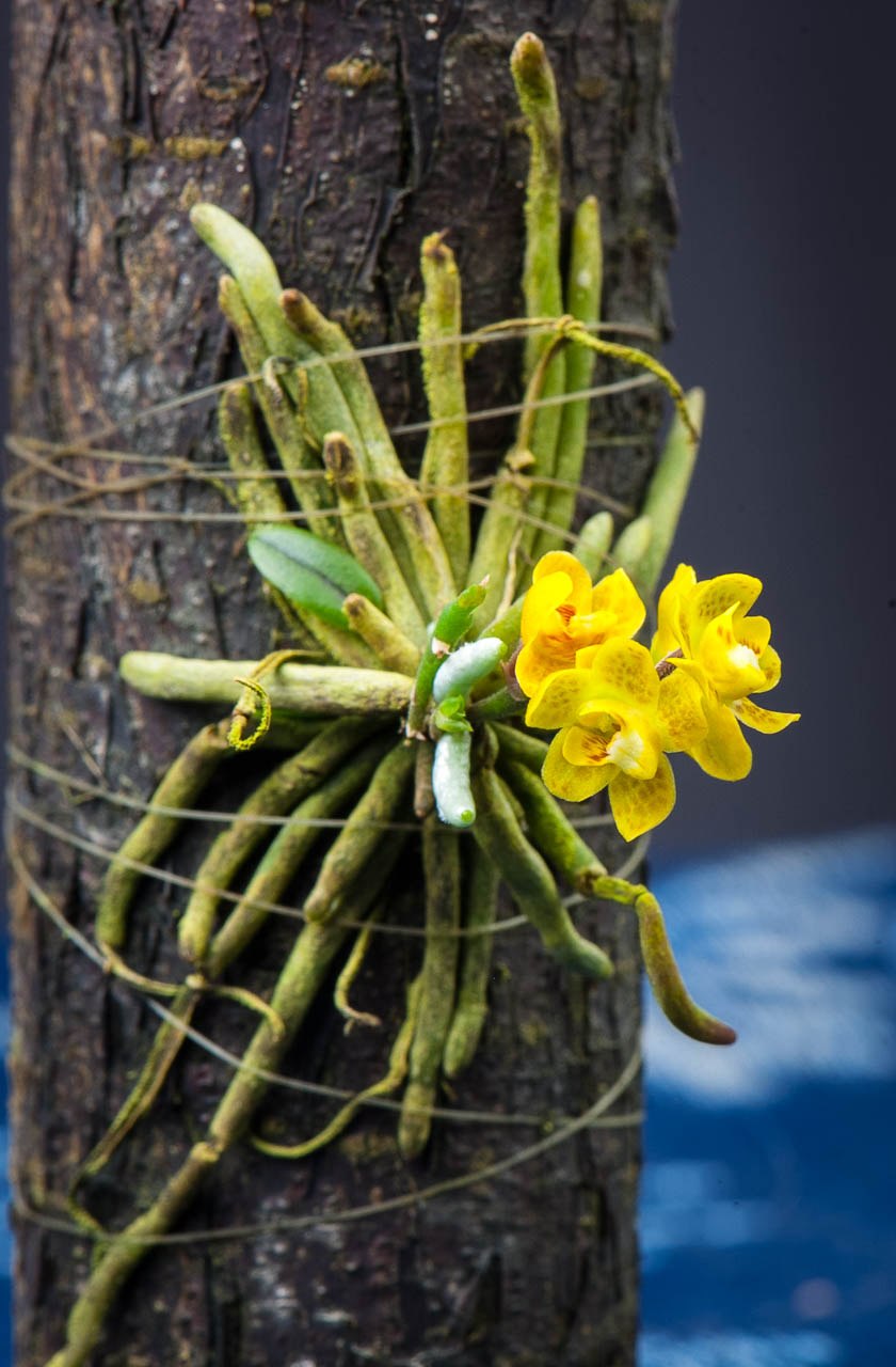 Chiloschista parishii