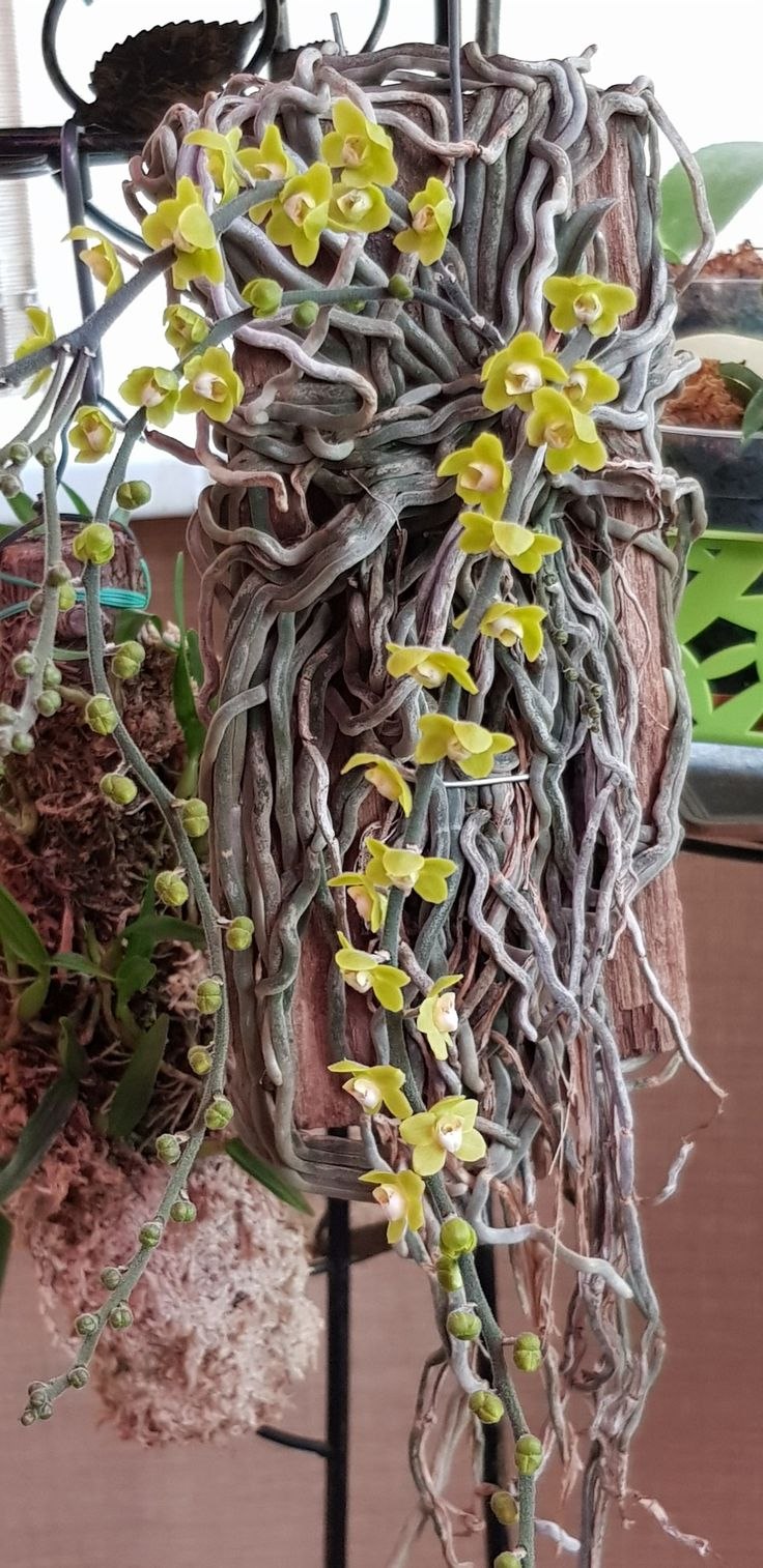 Chiloschista sweelimii