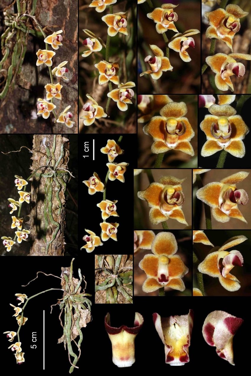 Шилошиста Орхидея