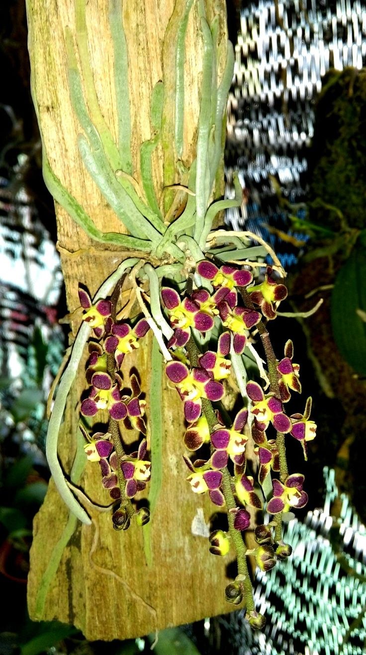 Chiloschista lunifera × sib