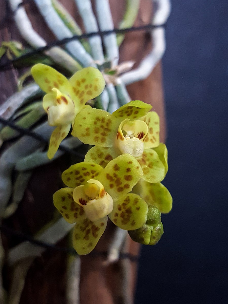 Шилошиста Лунифера