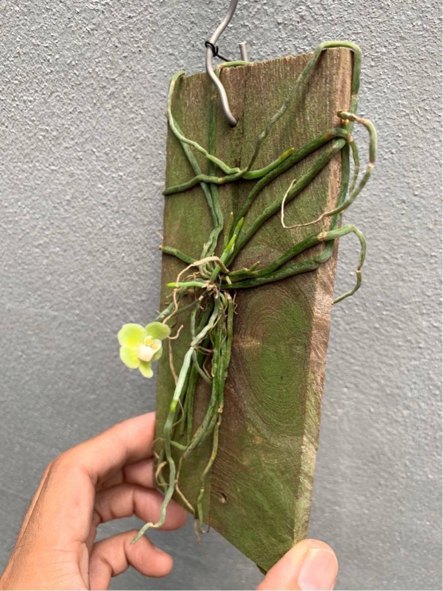 Chiloschista sweelimii