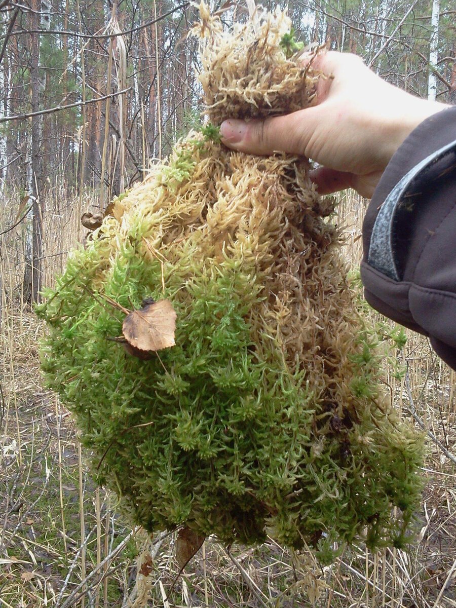 Где встречается мох