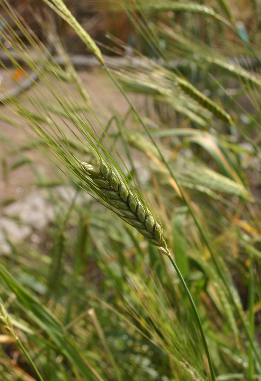 Aegilops tauschii