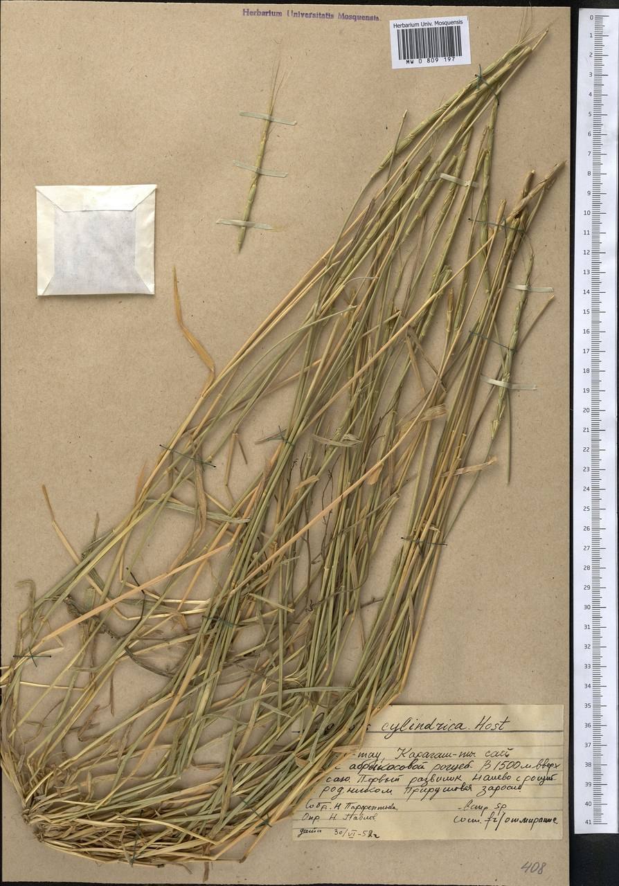 Aegilops crassa