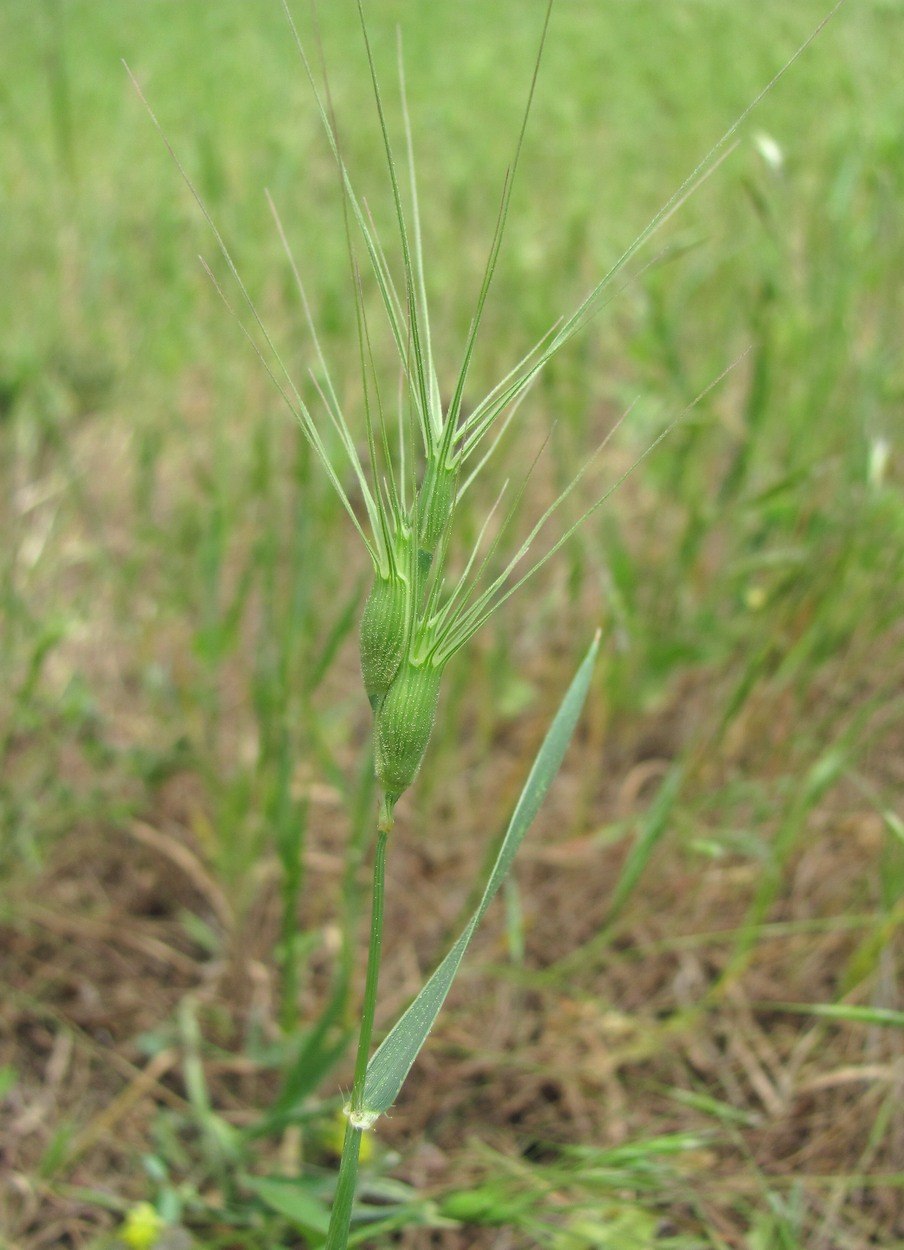 Эгилопс цилиндрический - Aegilops cylindrica host,