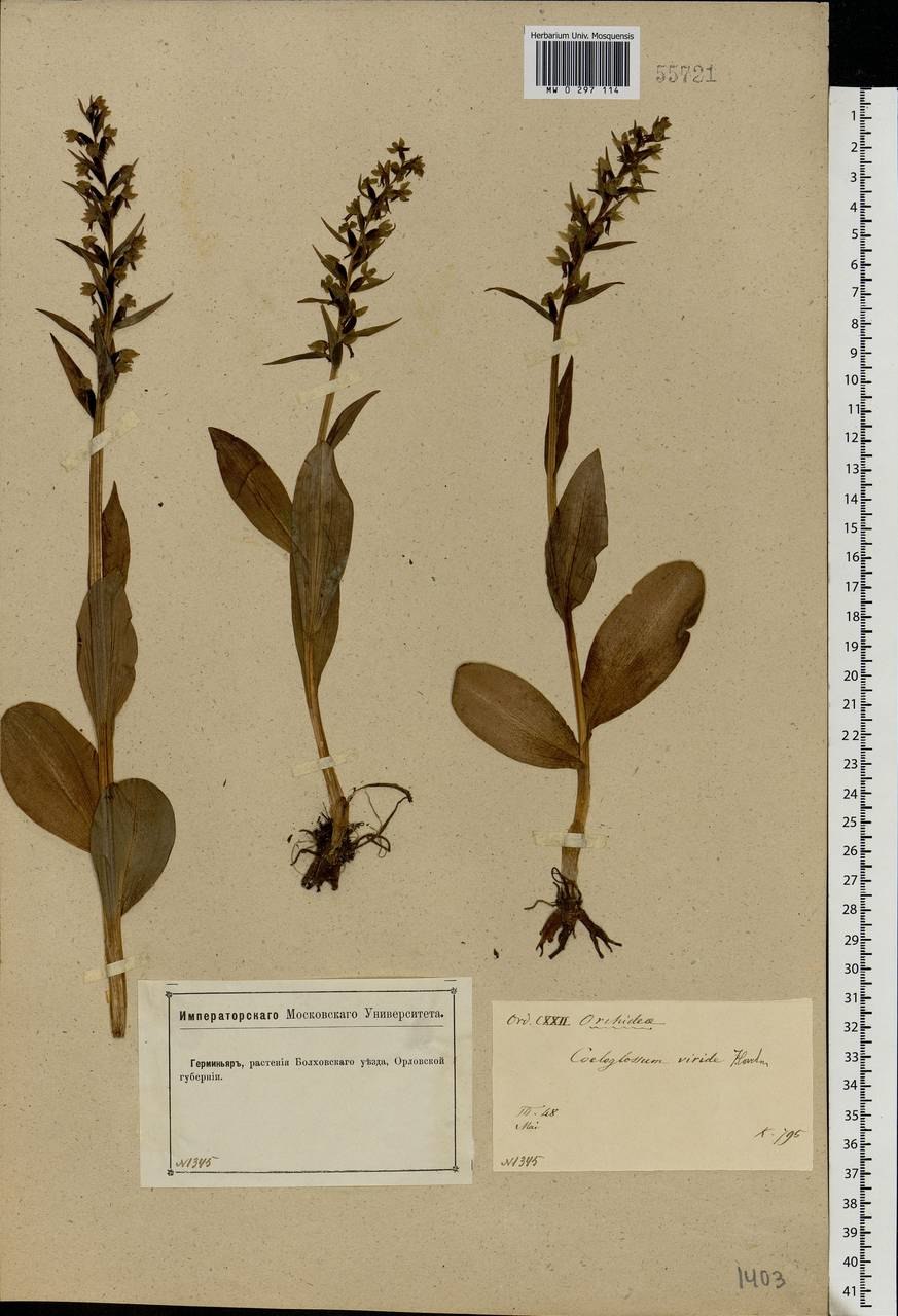 Мякотница однолистная