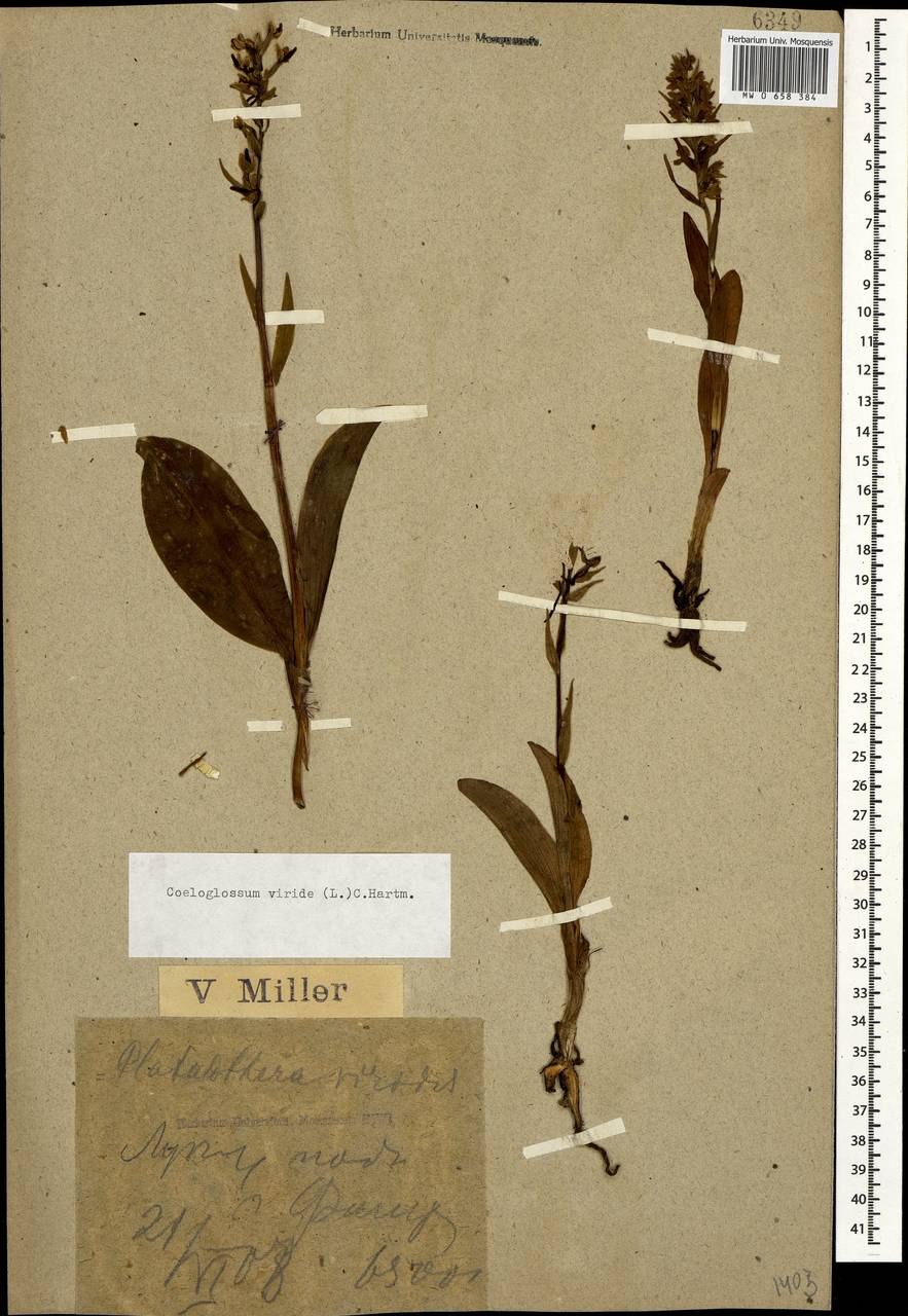 Пололепестник зеленый рисунок