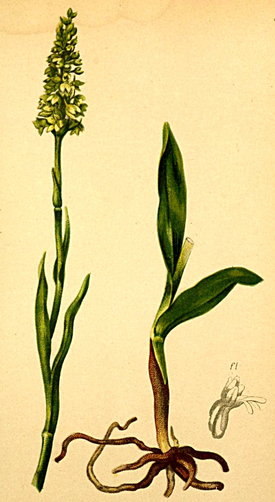 Орхидея Пыльцеголовник красный