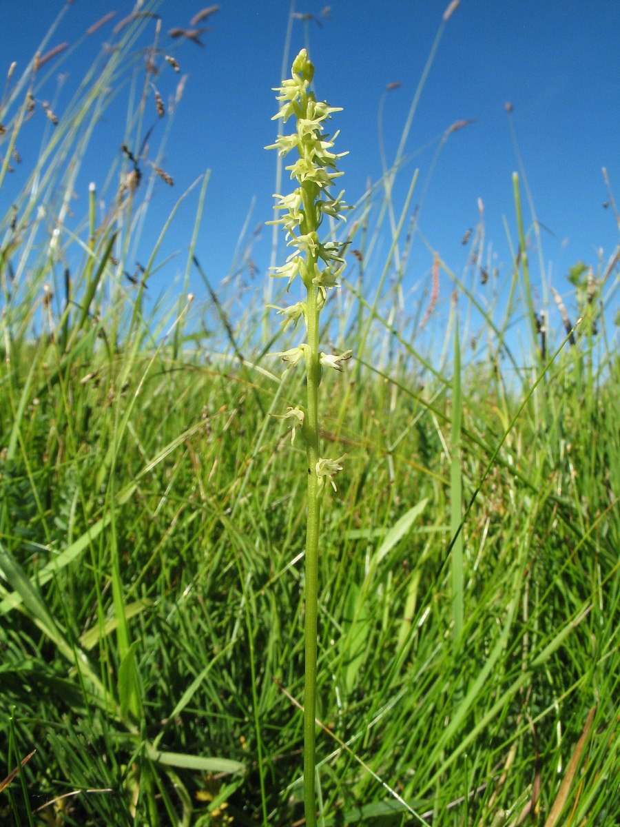 Пололепестник зеленый фото