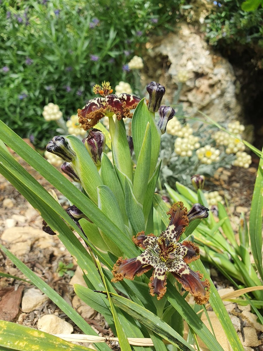 Название растения кор Рио