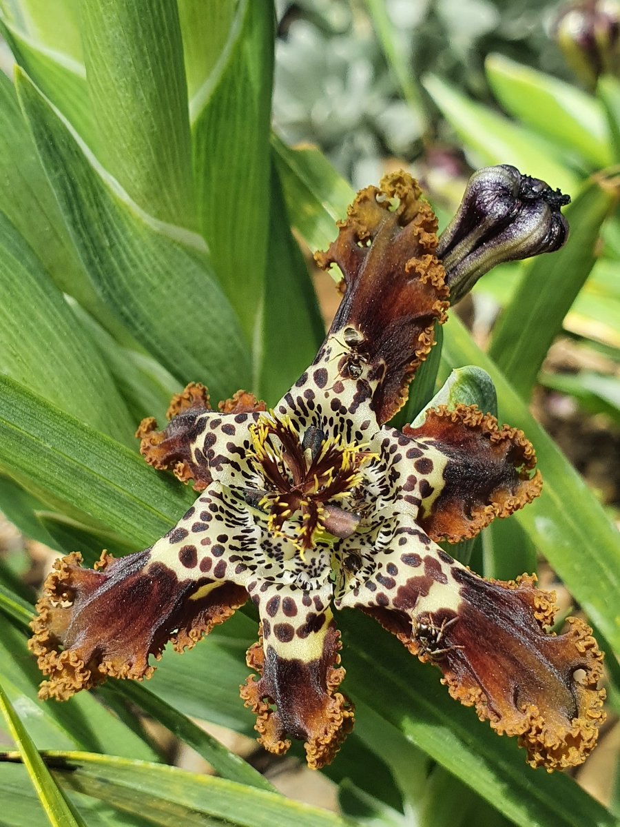 Феррария (Ferraria) crispa