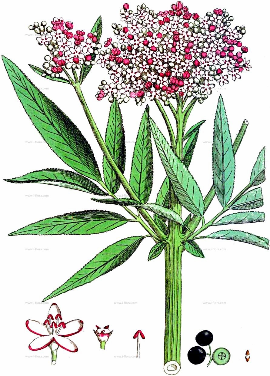 Бузина травянистая