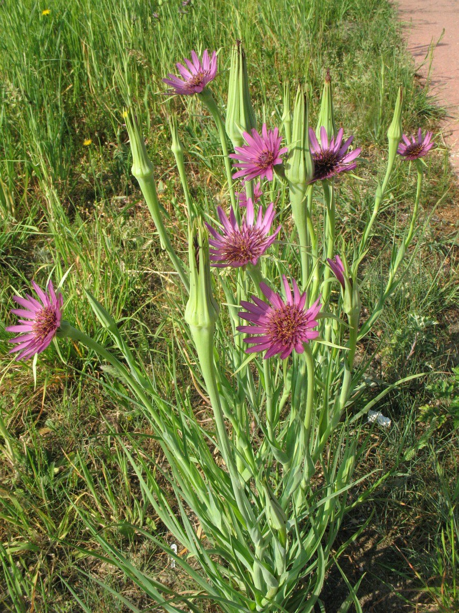 Tragopogon porrifolius