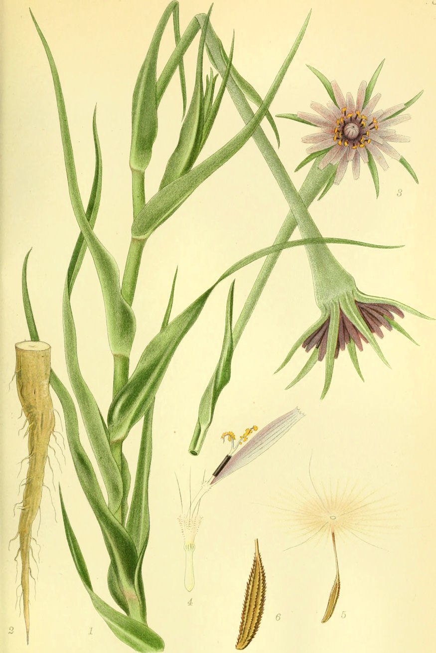 Tragopogon porrifolius