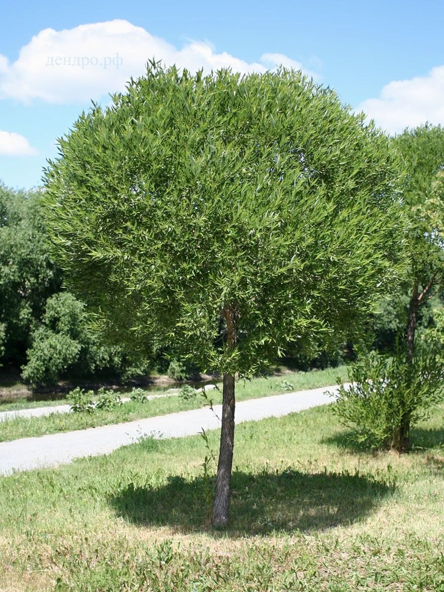 Ива красноплодная