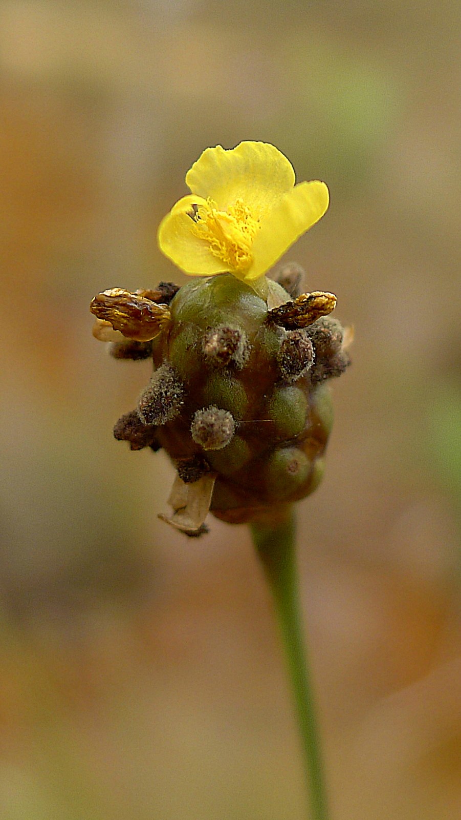 Материнская плата MSI 865gvm2-LS