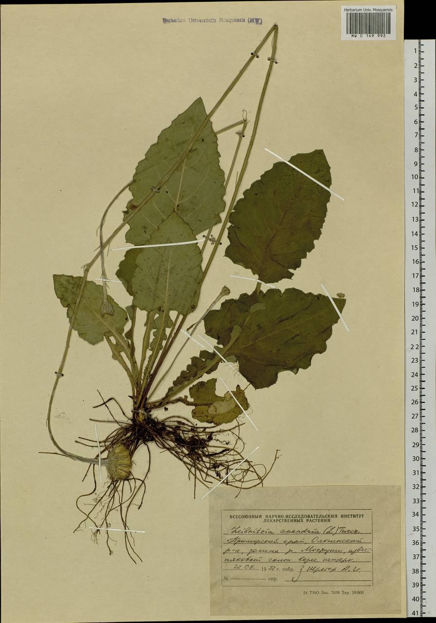 Лейбниция бестычинковая