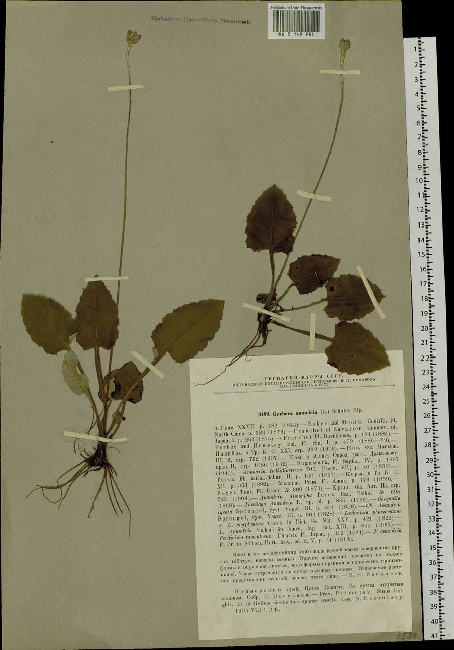 Capparis tomentosa