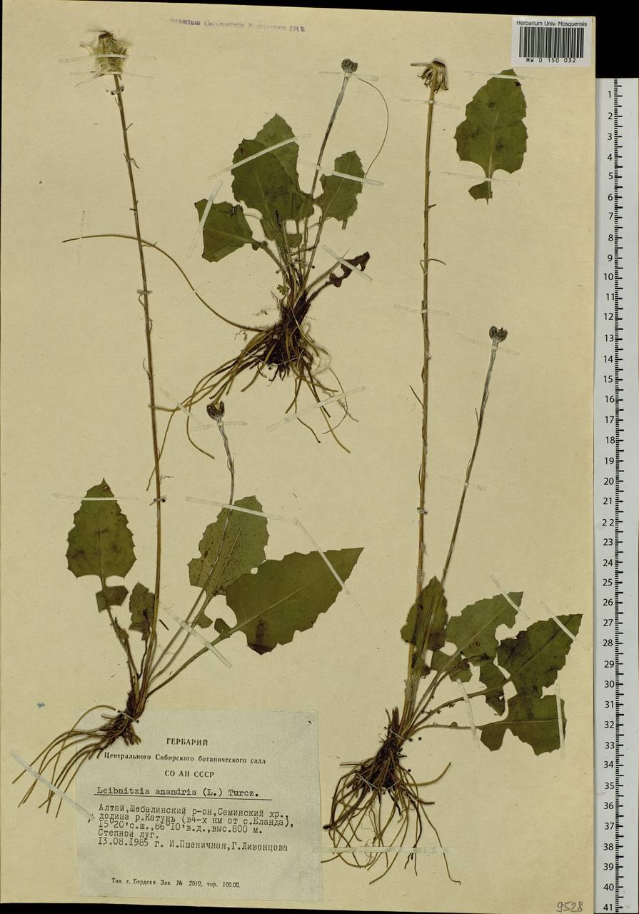 Травы Хабаровского края фото с названиями