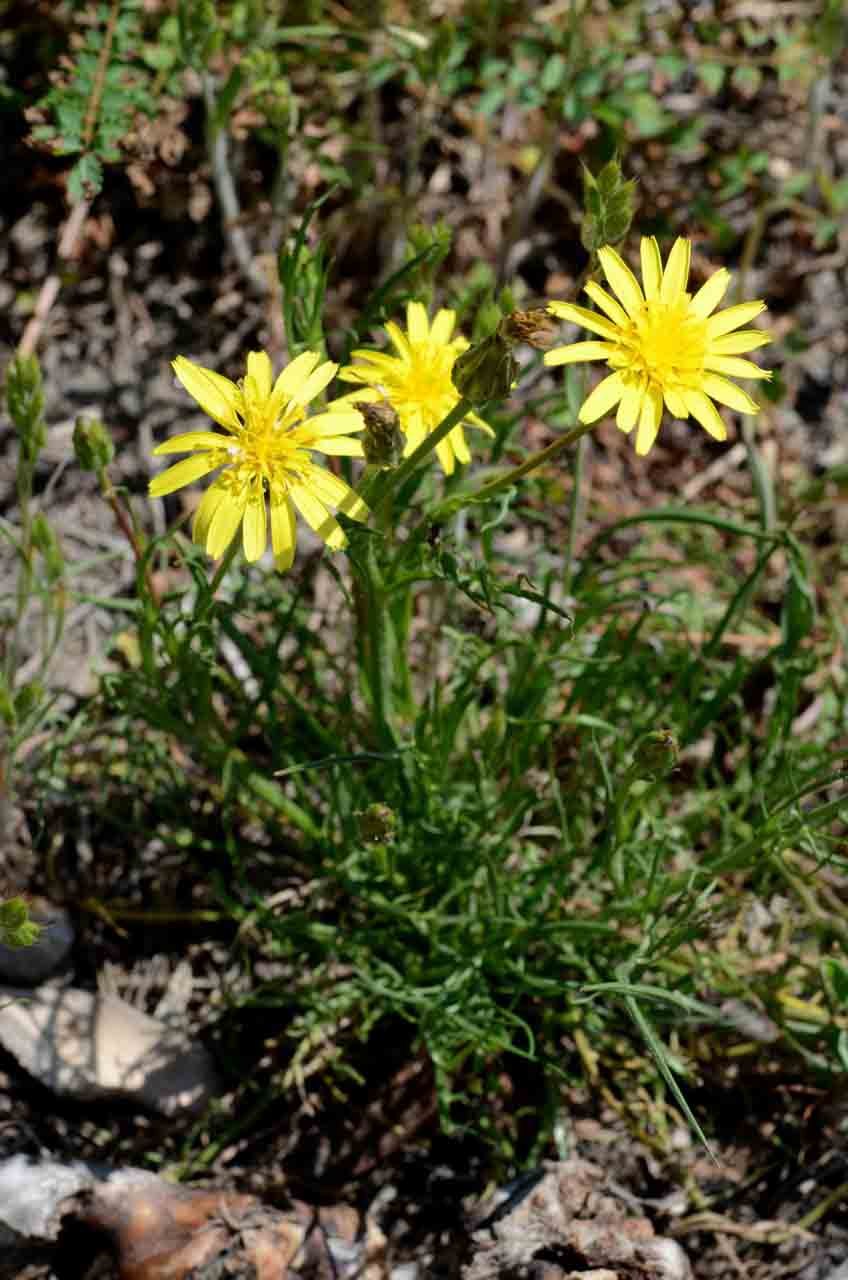 Астровые триба