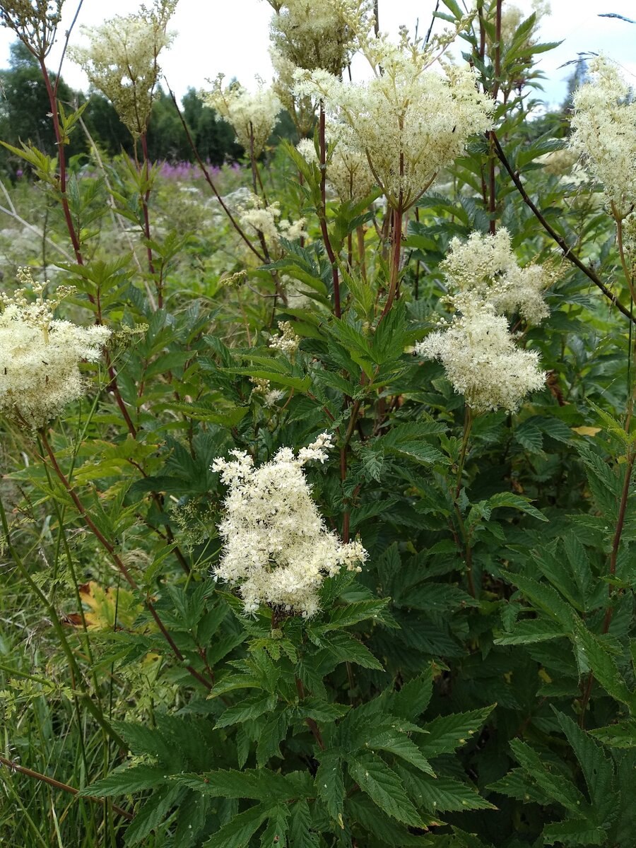 Лабазник вязолистный таволга