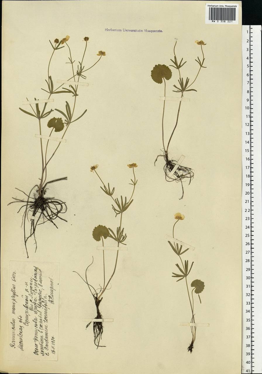 Лютик жгучий