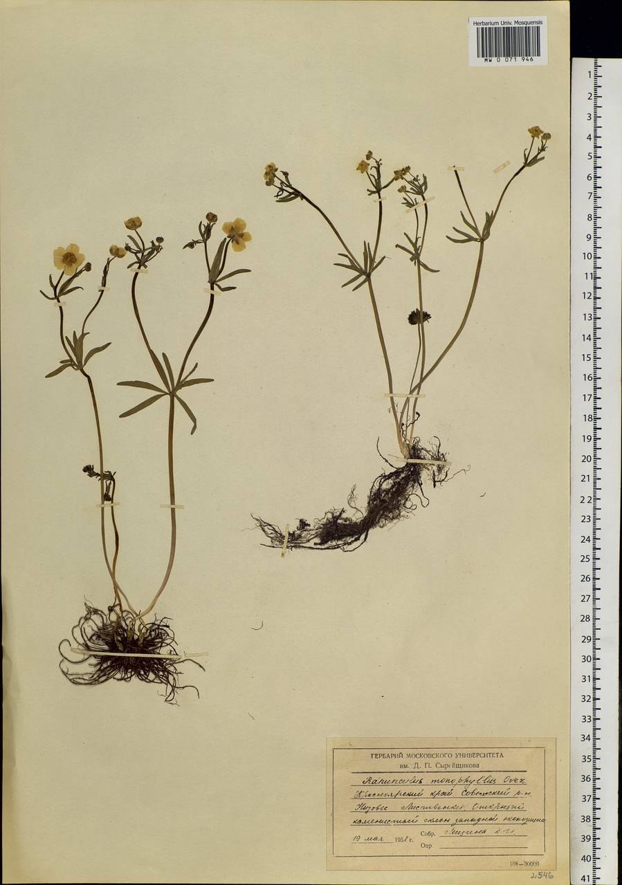 Лютик однолистный - Ranunculus monophyllus Ovcz.