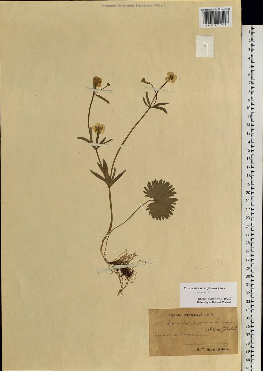 Лютик однолистный