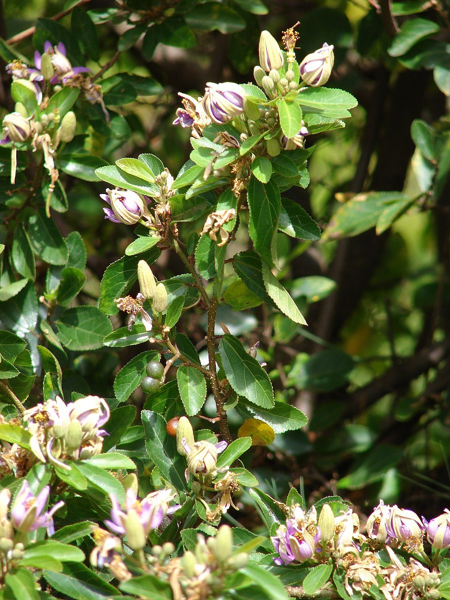 Гревия азиатская