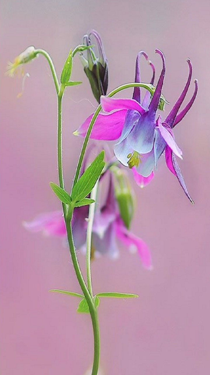 Аквилегия колумбийская