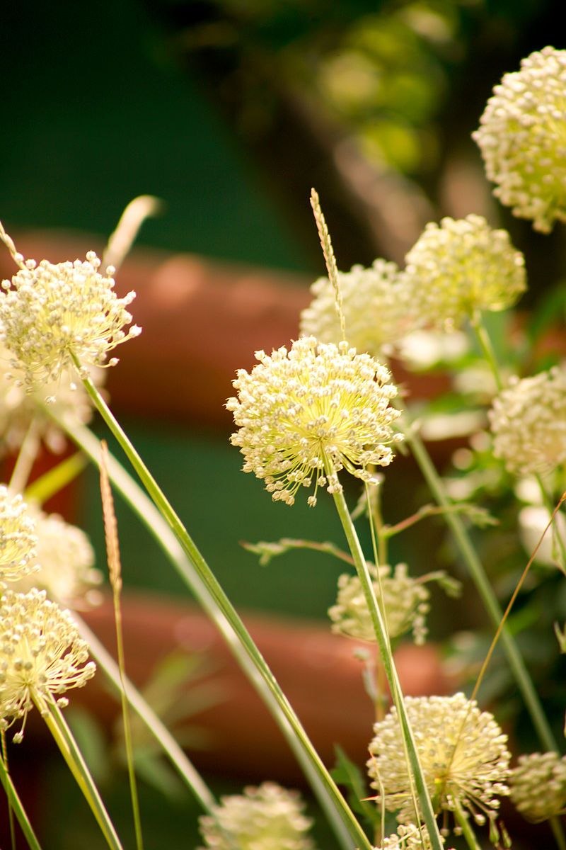 Лук крупнотычинковый