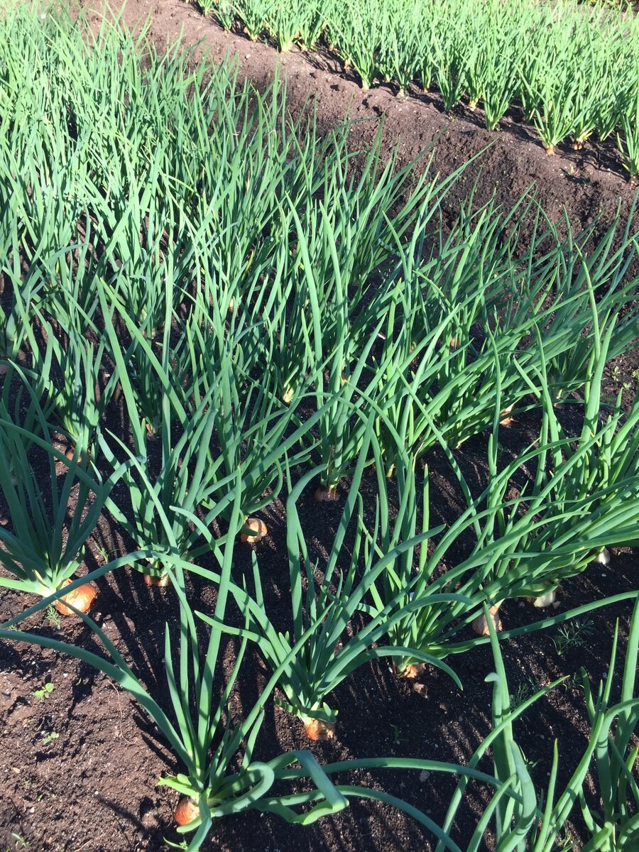 Лук Цветущий семена