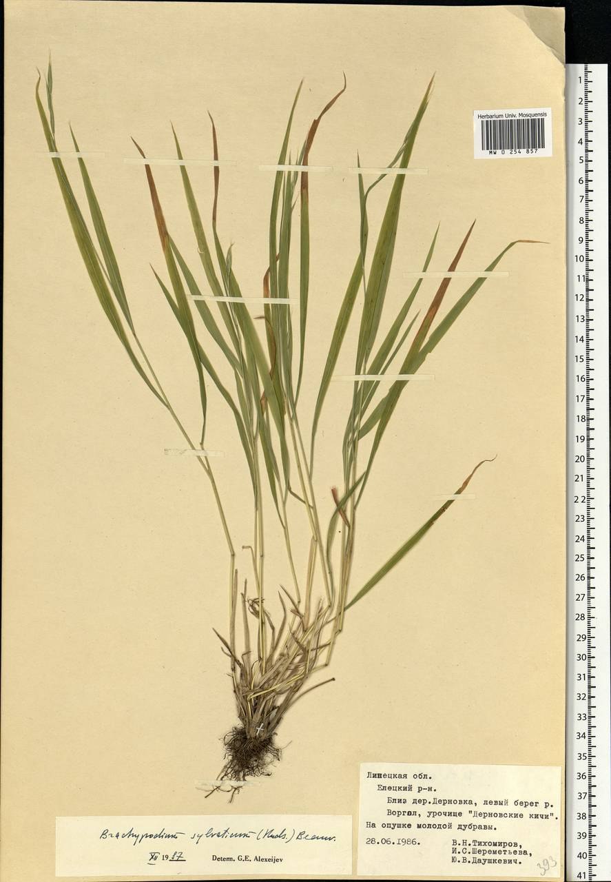Brachypodium sylvaticum