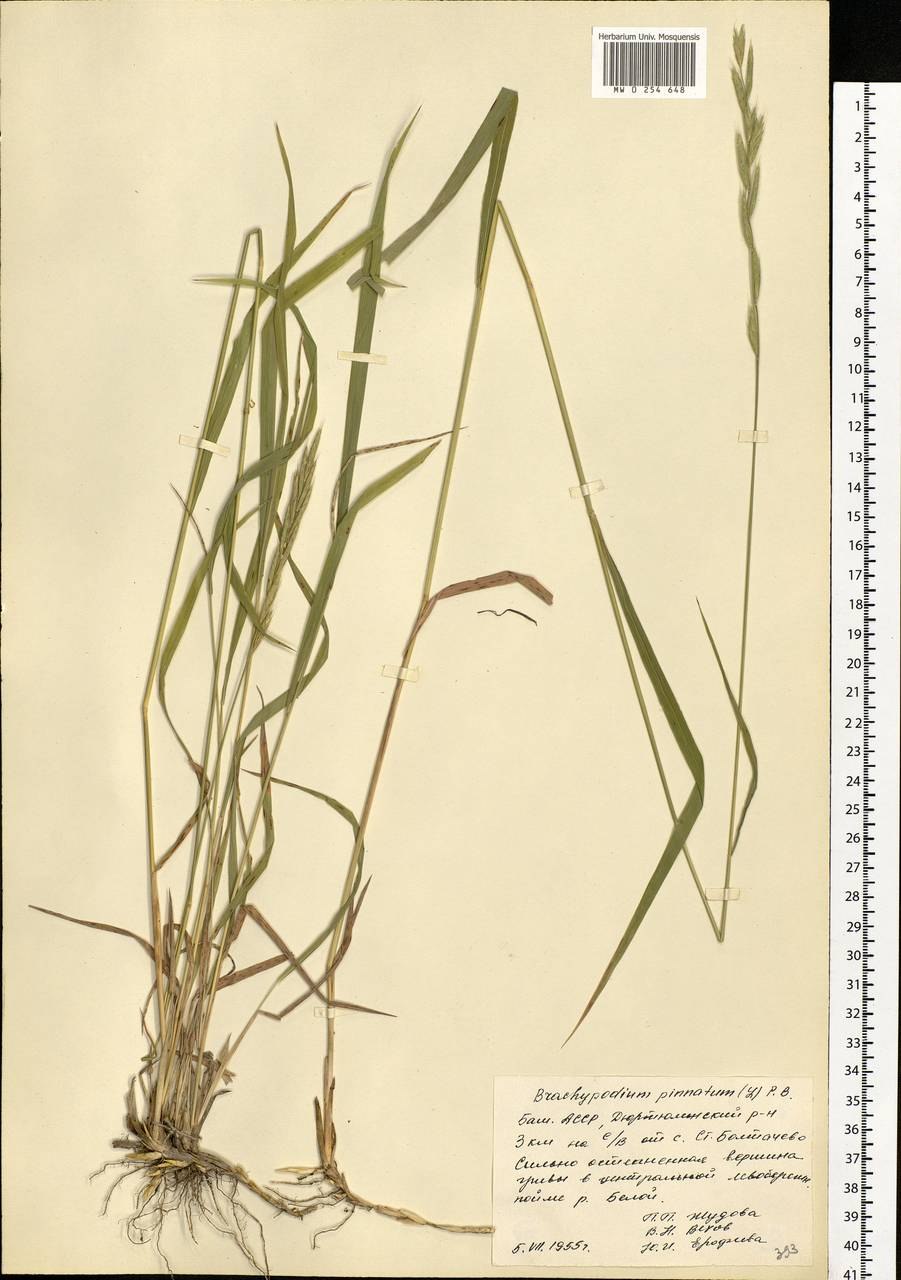 Brachypodium перистая