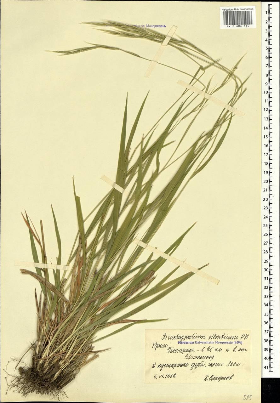 Brachypodium sylvaticum