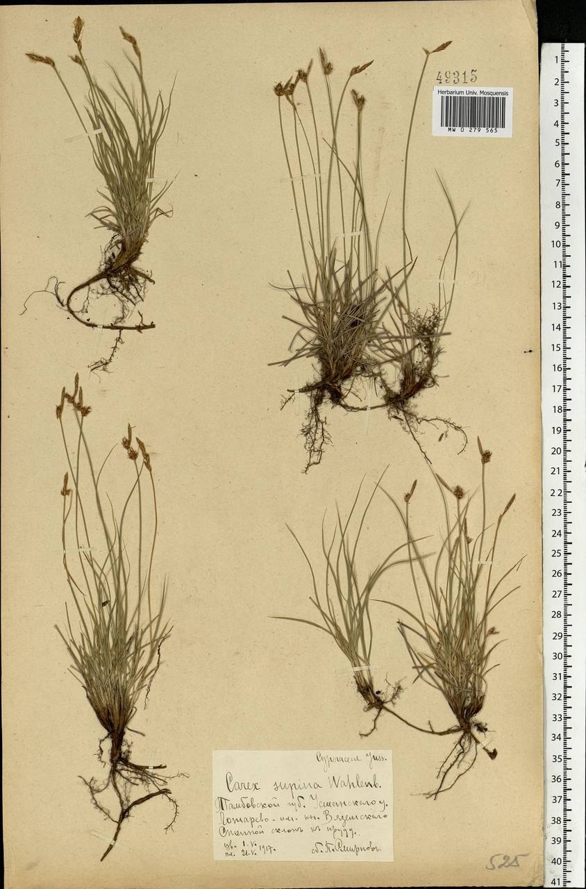 Осока Carex humilis