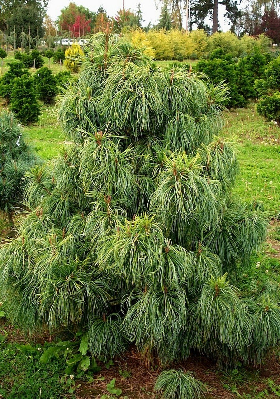 Сосна корейская сильверей