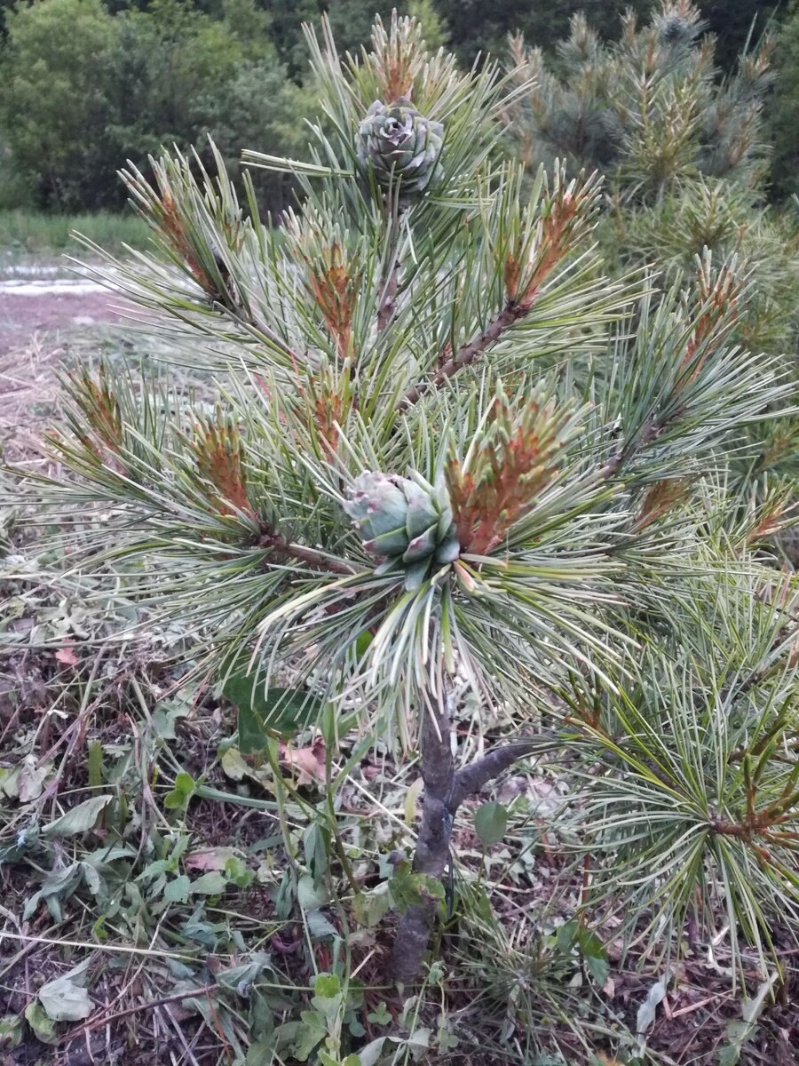 Уссурийский кедр в Софрино