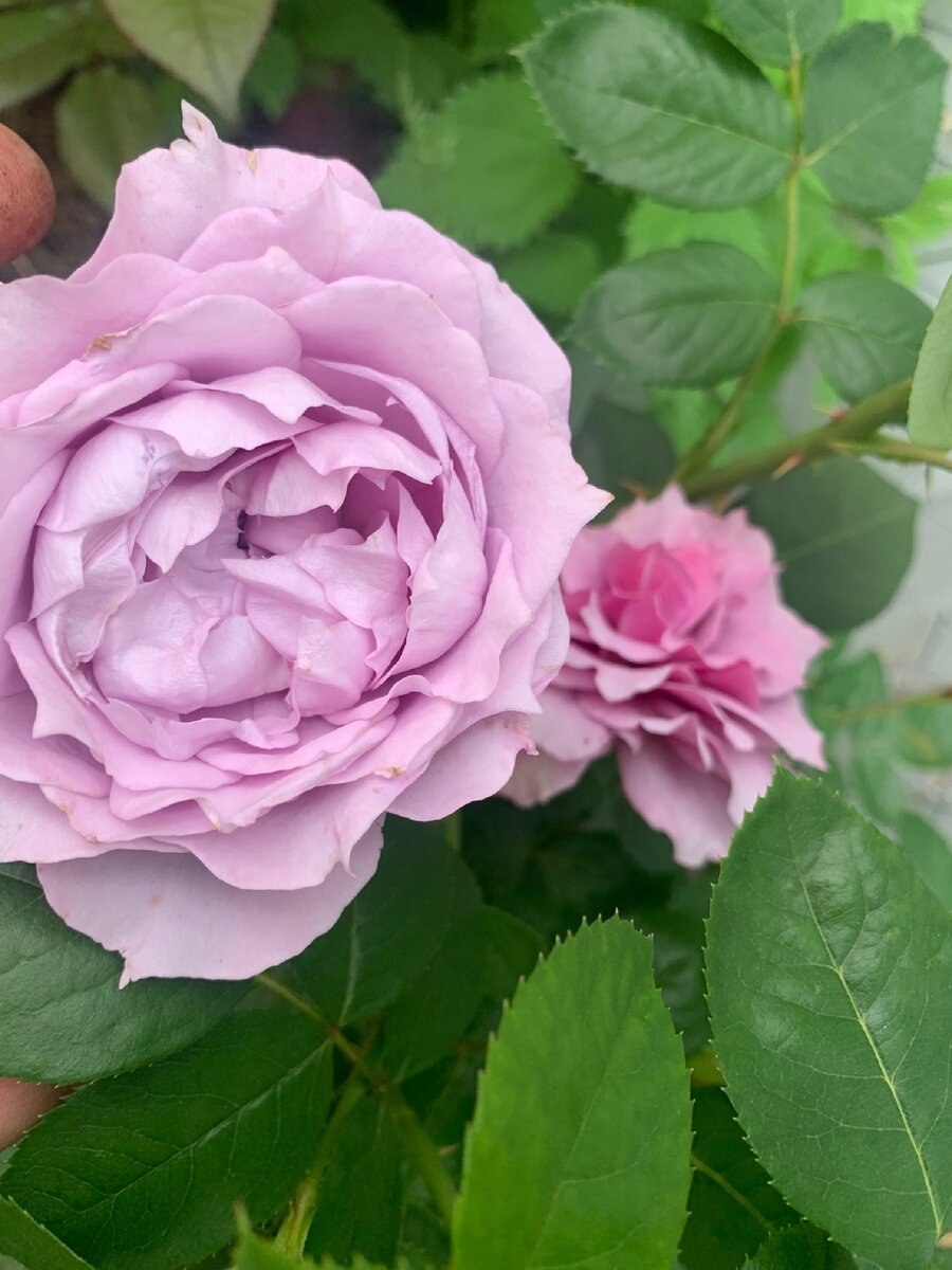 Роза плетистая фиолетовая "Индиголетта"