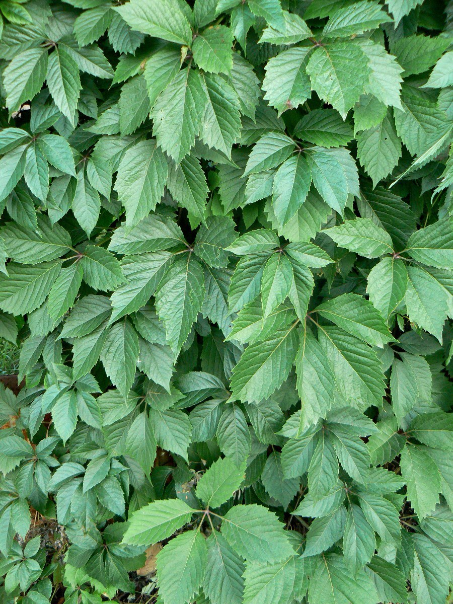 Виноград девичий пятилисточковый Parthenocissus quinquefolia