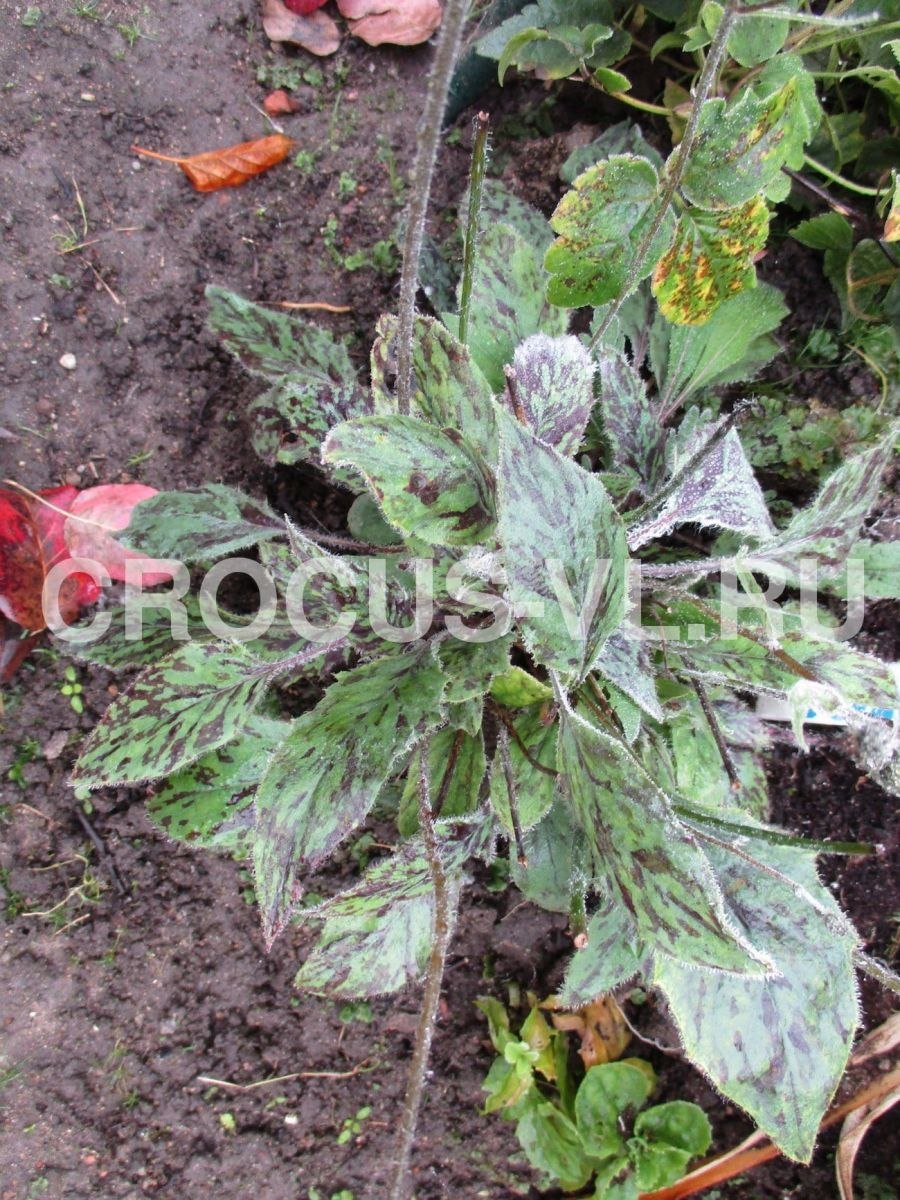 Скорцонера Козелец испанский