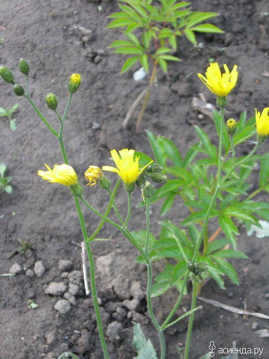 Ястребинка мохнатая- Hieracium villosum