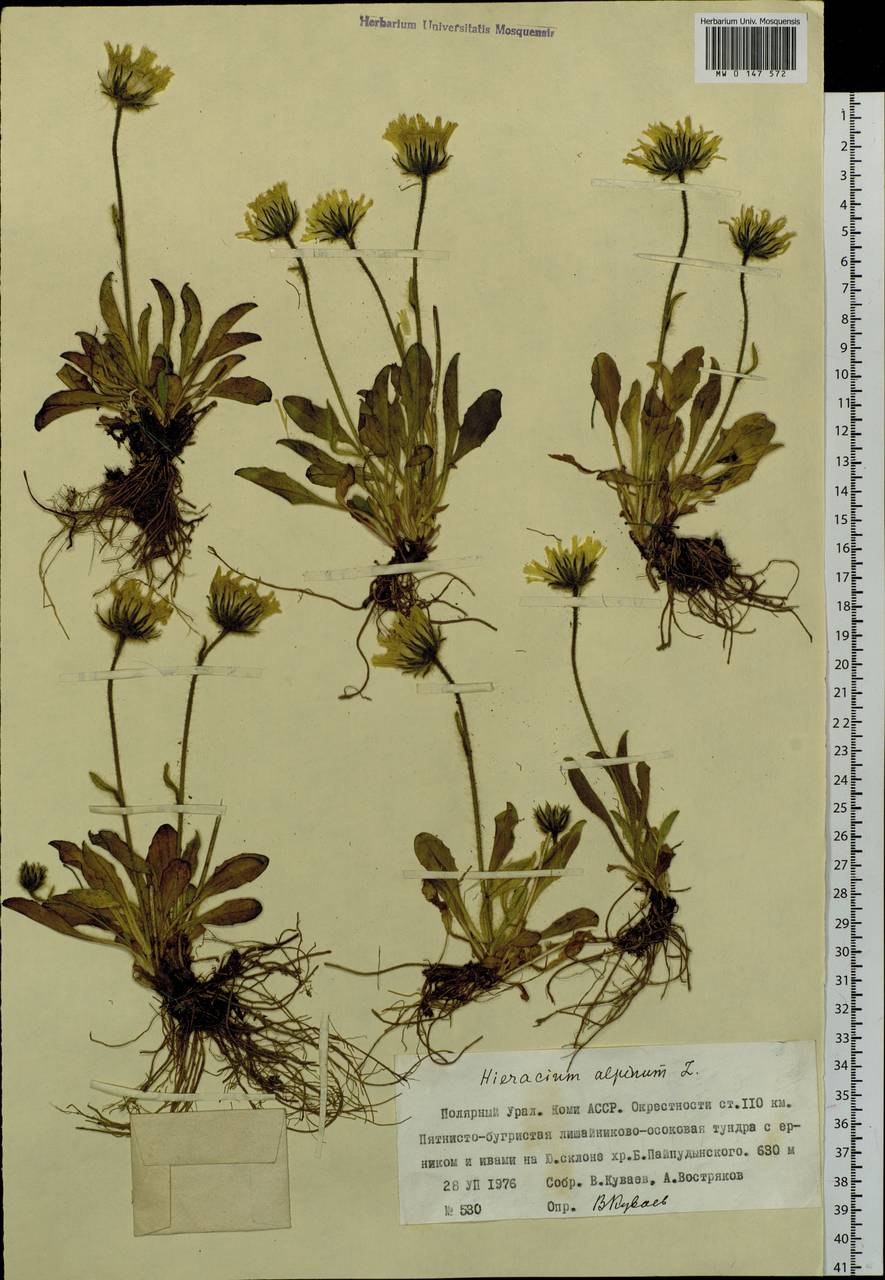 Кульбаба шершаволистная Leontodon hispidus l.