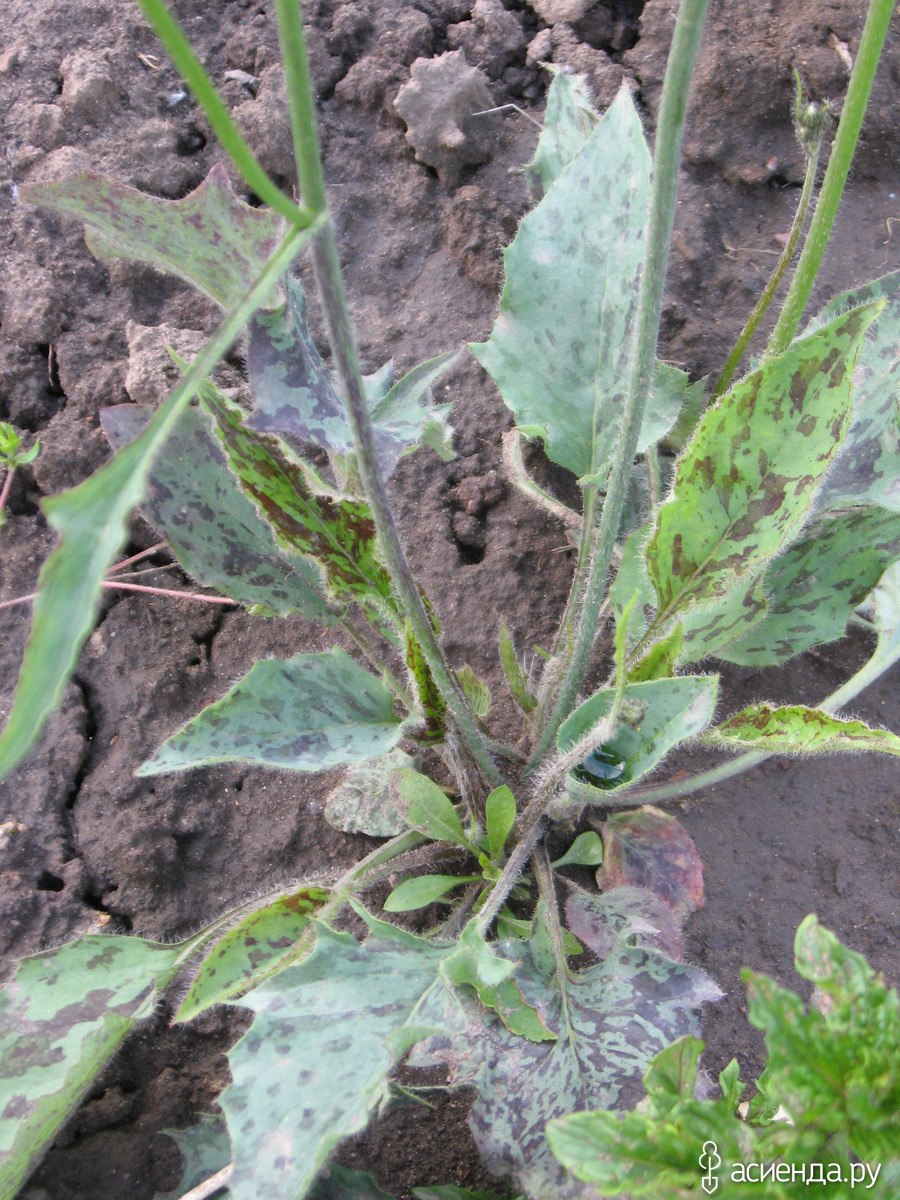 Сноудонская Ястребинка