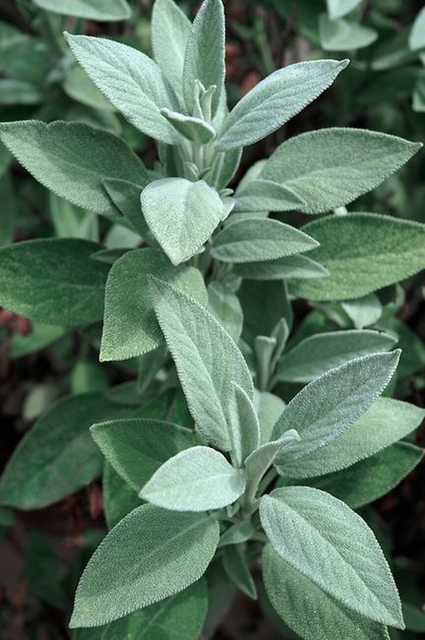 Шалфей лекарственный Sage Plant