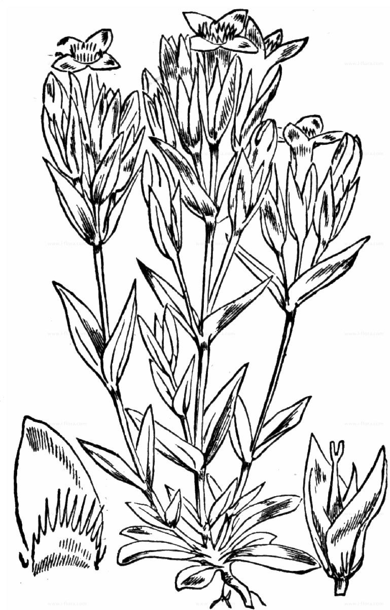 Gentiana lutea - рисунок