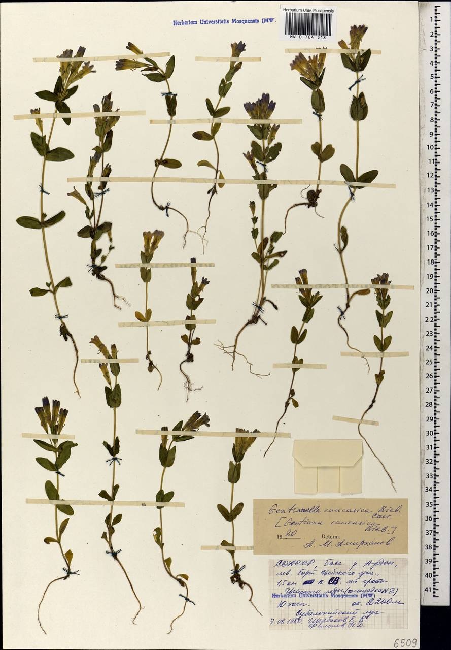 Горечавочка горьковатая