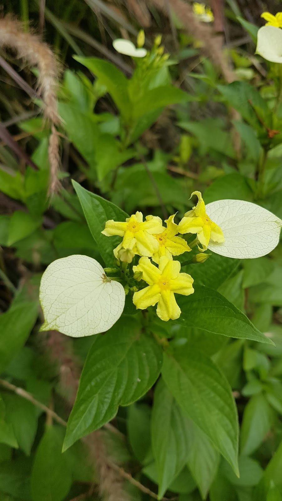 Лечебная трава с желтыми цветами